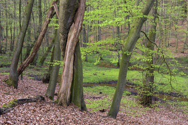 Beech trees