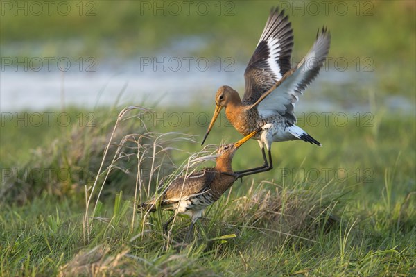 Disputed Black-tailed godwits