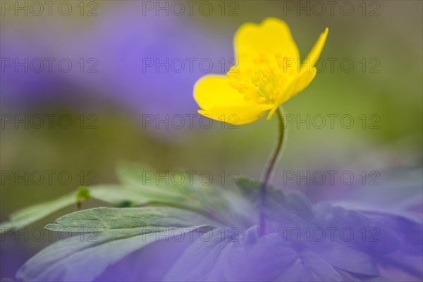 Yellow Anemone