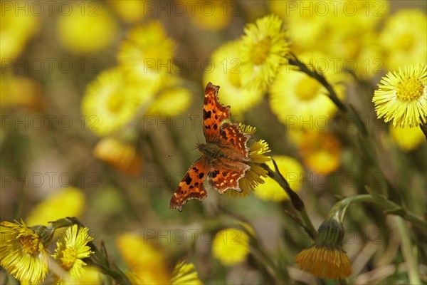 Comma