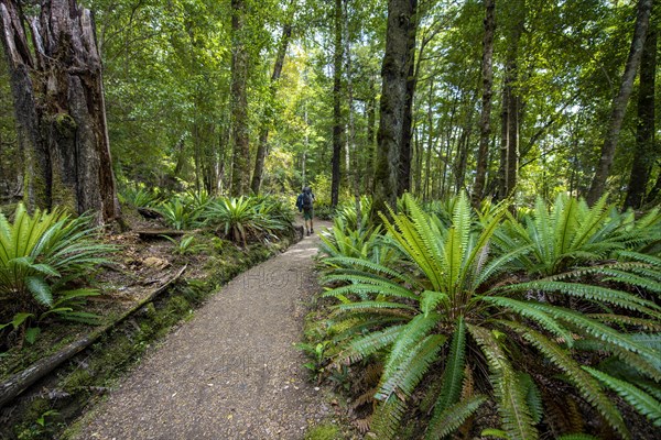 Hiker on trail through forest with ferns