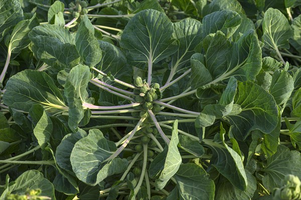 Harvesting Brussels sprouts