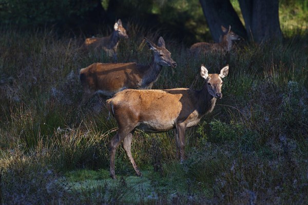 Red deer-Cows