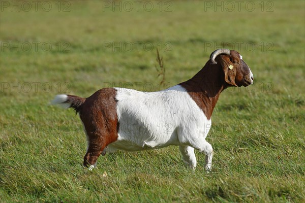 BoersDomestic Goat