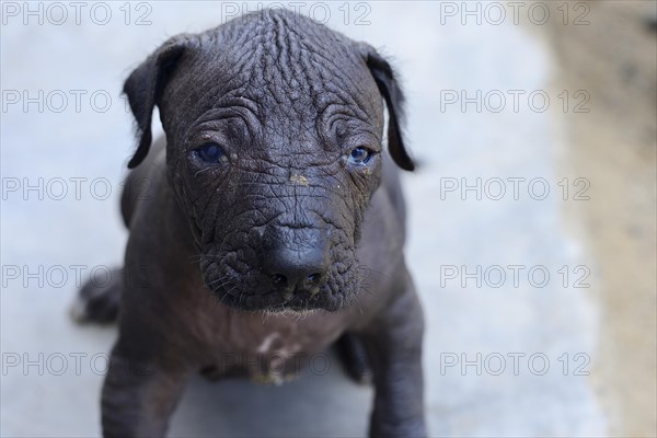 Perro sin Pelo