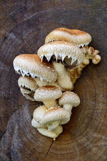 Pholiota populnea