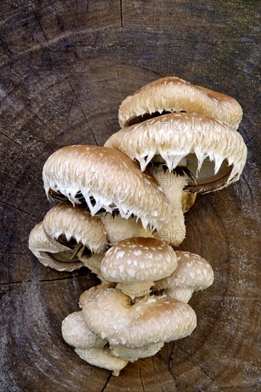 Pholiota populnea