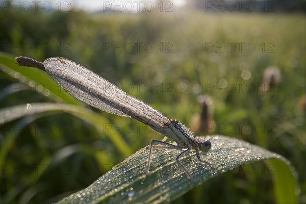 White-legged damselfly