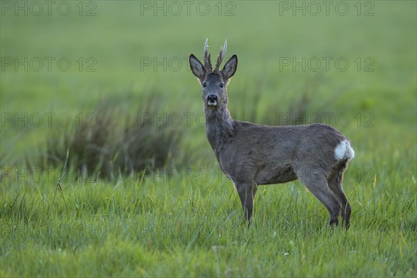 European roe deer