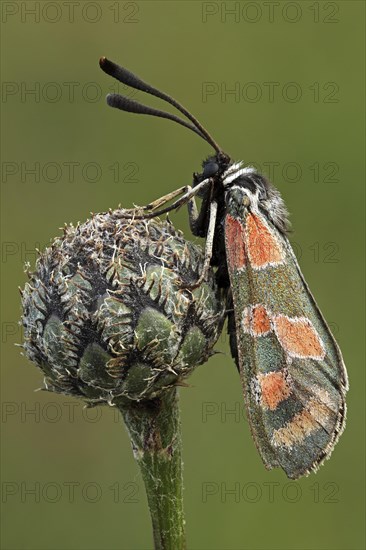 Zygaena carniolica