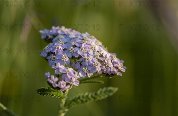 Common yarrow