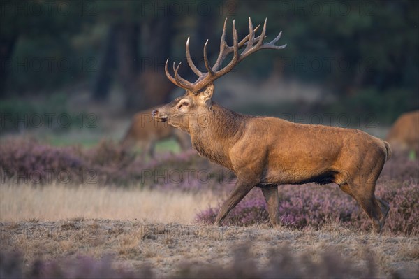 Strong red deer