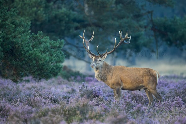 Strong red deer