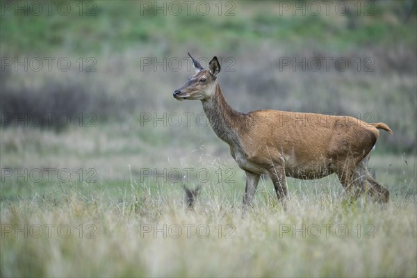 Malamute of the red deer