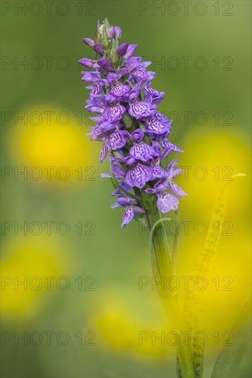 Southern marsh orchid