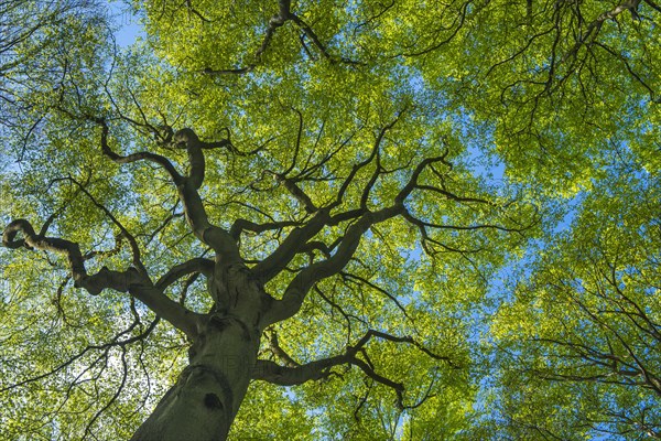 Crown of a beech tree