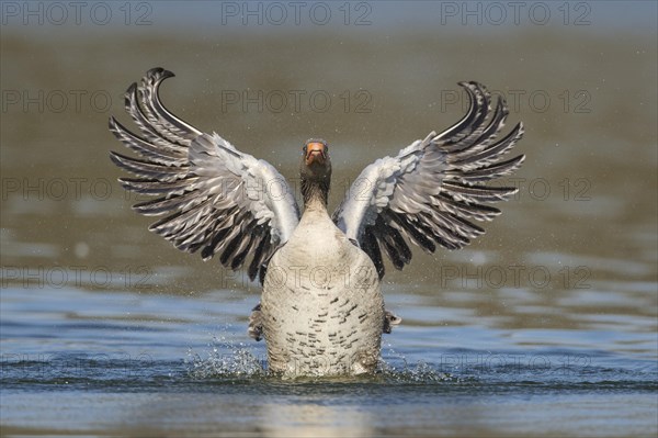 Greylag goose