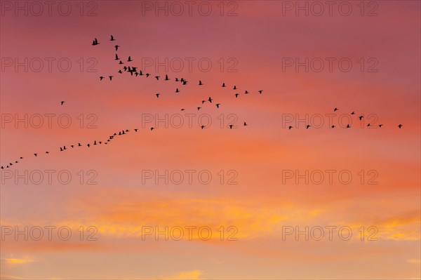 Pulling Greylag goose