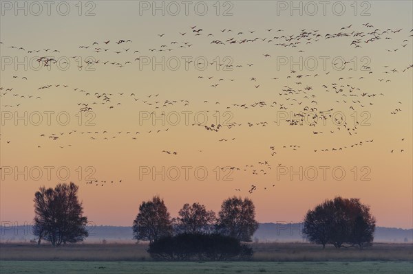 Pulling Greylag goose