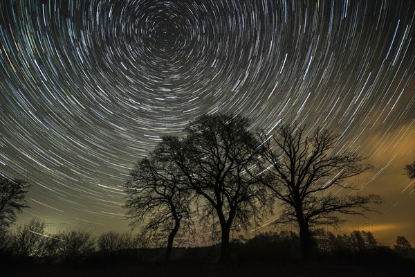 Star trails over trees in the night sky