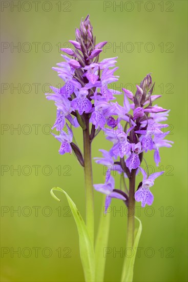 Southern marsh orchid