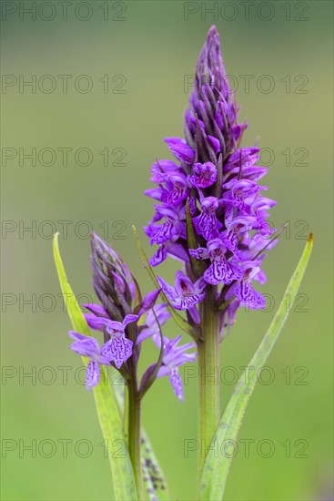 Southern marsh orchid