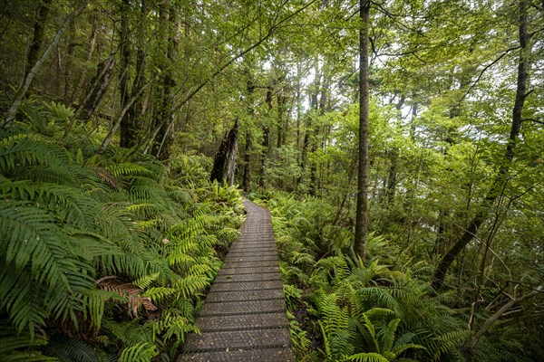 Hiking trail through forest with ferns