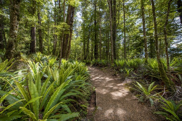 Hiking trail through forest with ferns