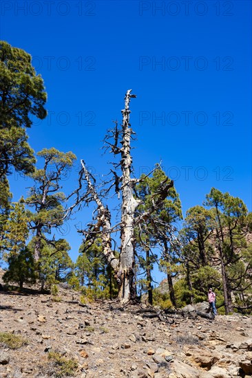 Hiker on the way to the Sombrero de Chasna through a Canary Island