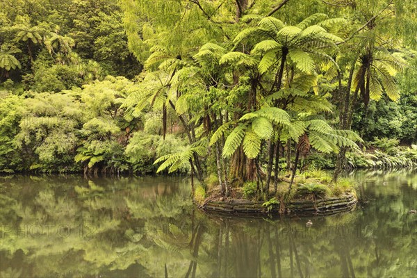 Pukekura Park