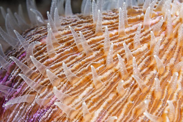 Polyps of a mushroom coral