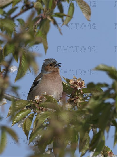 Singing Common chaffinch