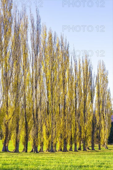 Columnar poplar avenue