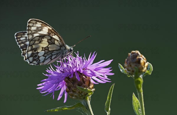 Marbled white