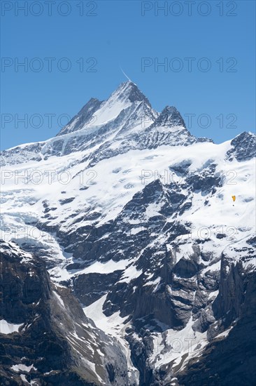 View of the Schreckhorn