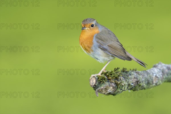 European robin