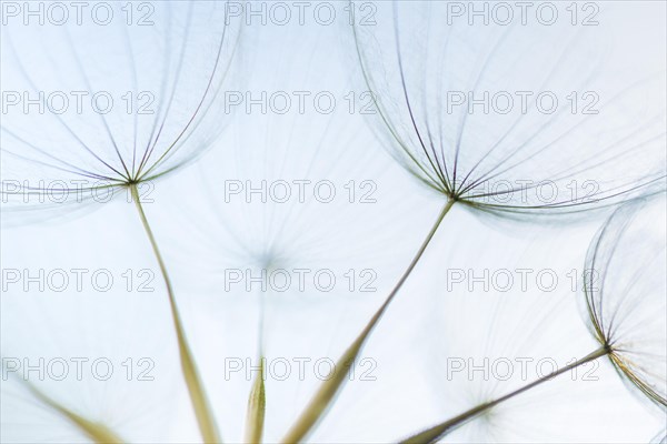 Umbrellas of the Meadow salsify