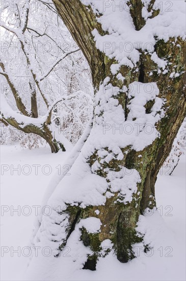 Snow on old trees in the jungle Baumweg