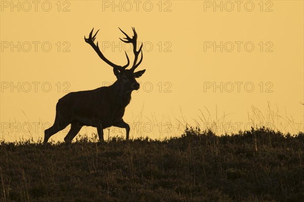 Red deer