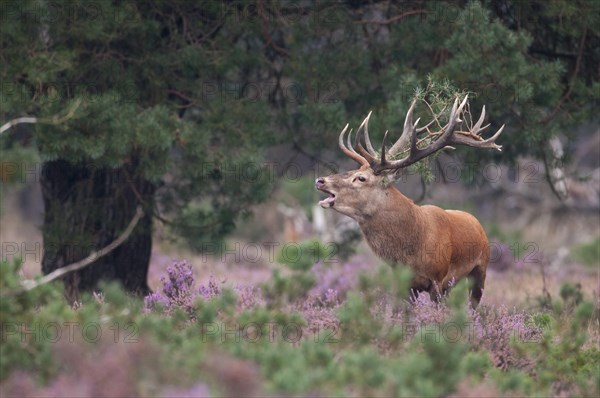 Tube transmitter red deer