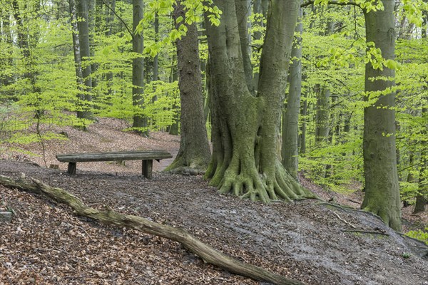 Beech trees