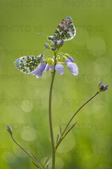 Orange tip