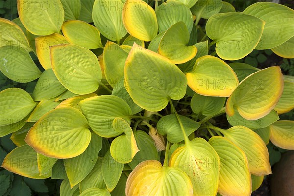 Autumn leaves of a hosta