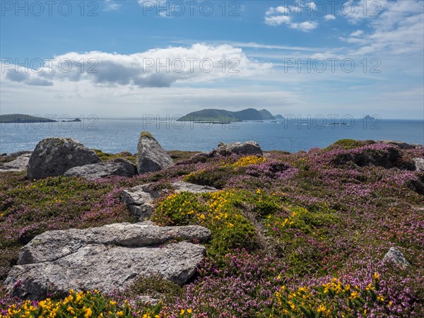 Flowering heather and