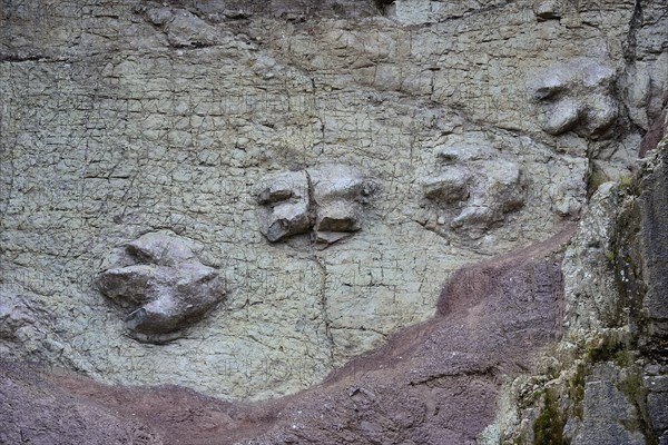 Dinosaur tracks in a vertical rock face