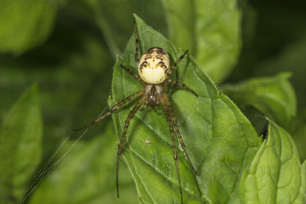 Autumn spider