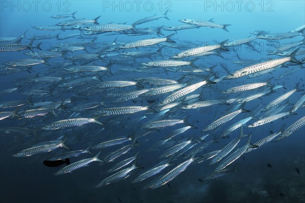 Swarm Blackfin barracuda