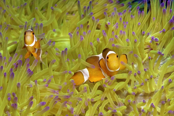 Fake Clownfish