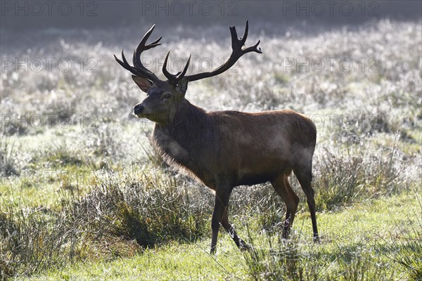 Red deer