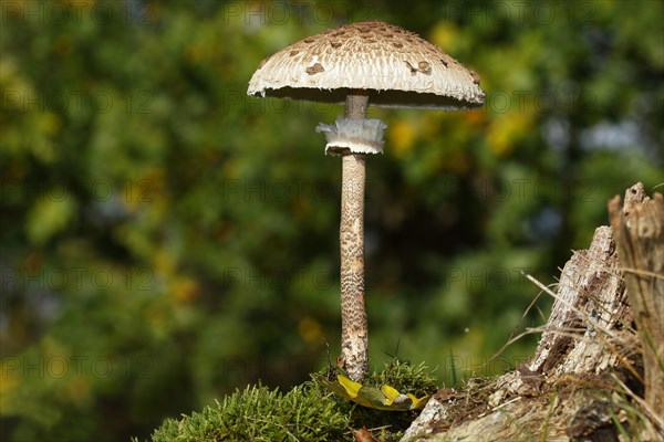 Parasol mushroom